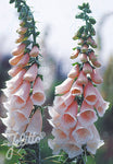 Digitalis purpurea Sutton's Apricot - Champion Plants