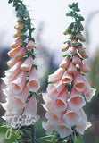 Digitalis purpurea Sutton's Apricot - Champion Plants
