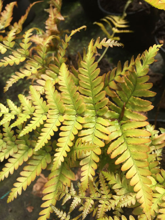 Dryopteris erythrosora - Champion Plants