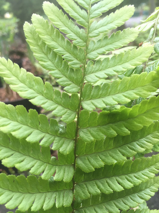 Dryopteris wallichiana - Champion Plants