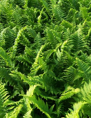 Dryopteris affinis Cristata The King - AGM - Champion Plants