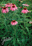 Echinacea purpurea Verbesserte Leuchtstern (Shining Star Improved) - Champion Plants