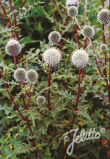 Echinops Artic Glow - Champion Plants