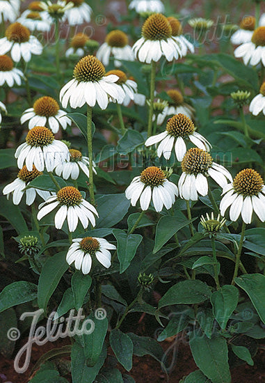 Echinacea purpurea Baby Swan White - Champion Plants