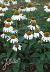 Echinacea purpurea Baby Swan White - Champion Plants