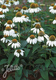 Echinacea purpurea Baby Swan White - Champion Plants