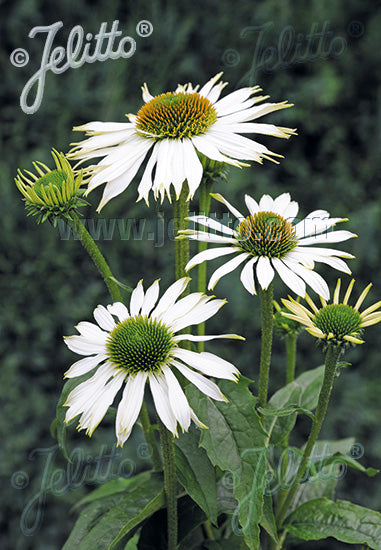 Echinacea purpurea Baby Swan White - Champion Plants