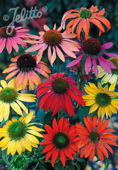 Echinacea purpurea Cheyenne Spirit - Champion Plants