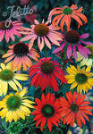 Echinacea purpurea Cheyenne Spirit - Champion Plants