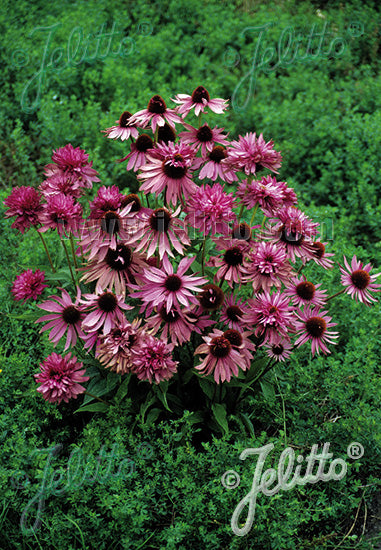 Echinacea purpurea Doubledecker - Champion Plants