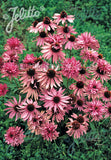 Echinacea purpurea Doubledecker - Champion Plants