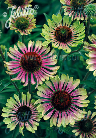 Echinacea purpurea Green Twister - Champion Plants