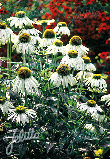 Echinacea purpurea 'Alba' - Champion Plants