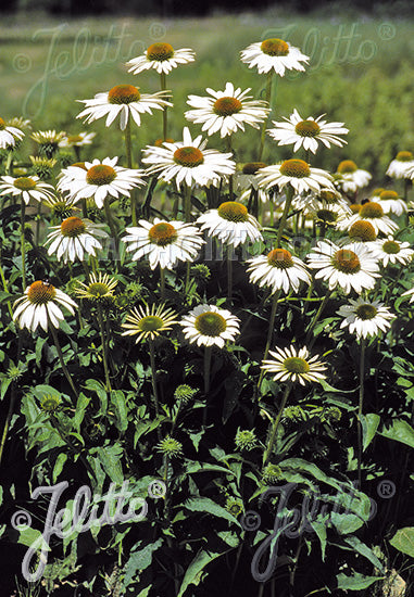 Echinacea purpurea Happy Star - Champion Plants