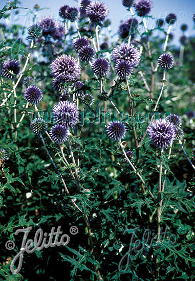 Echinops Blue Glow - Champion Plants