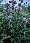 Echinops Blue Glow - Champion Plants
