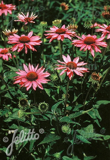 Echinacea purpurea Rubinstern (Ruby Star) - Champion Plants