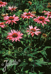 Echinacea purpurea Rubinstern (Ruby Star) - Champion Plants