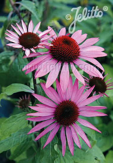 Echinacea purpurea Prairie Splendor - Champion Plants