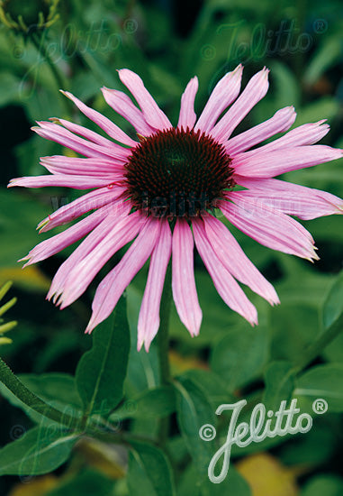 Echinacea purpurea Primadonna Deep Pink - Champion Plants