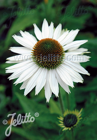 Echinacea purpurea Primadonna White - Champion Plants