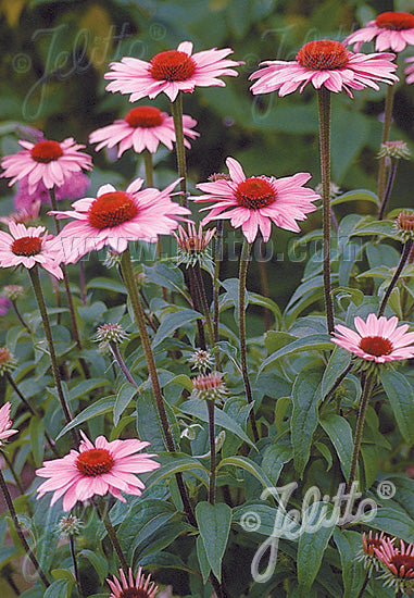 Echinacea purpurea - Champion Plants