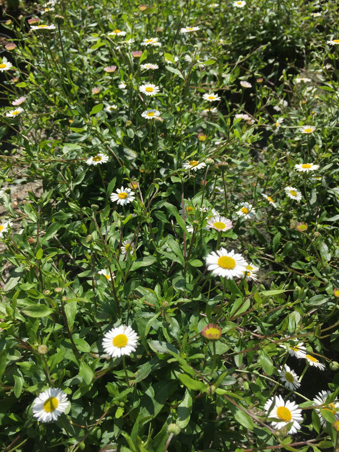 Erigeron karv. Profusion - Champion Plants