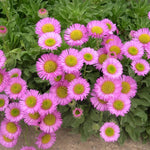 Erigeron Sea Breeze - Champion Plants
