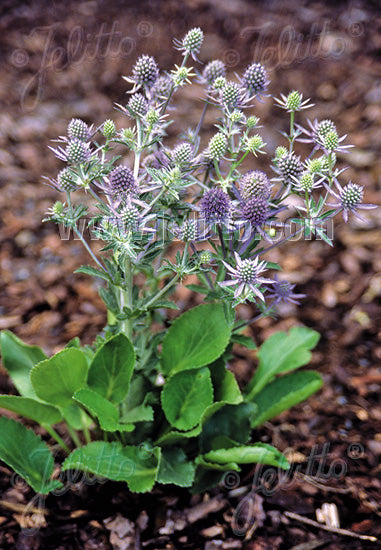 Eryngium planum Blue Hobbit - Champion Plants