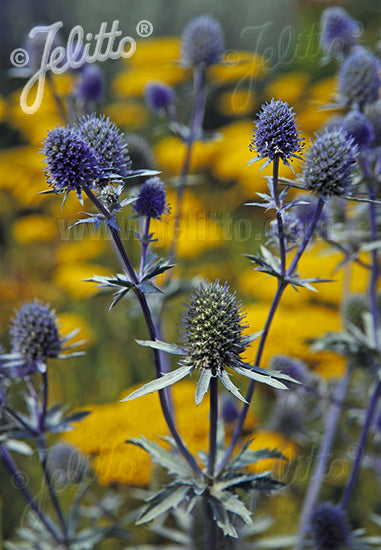 Eryngium planum 'Blaukappe' - Champion Plants