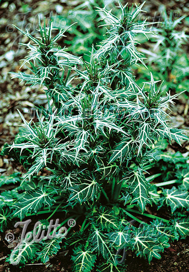 Eryngium Miss Marble - Champion Plants