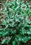 Eryngium Miss Marble - Champion Plants