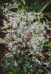 Eryngium Miss Marble - Champion Plants