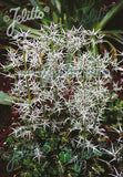 Eryngium Miss Marble - Champion Plants