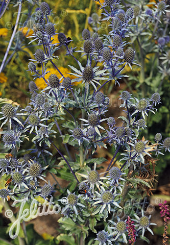 Eryngium Blue Glitter - Champion Plants