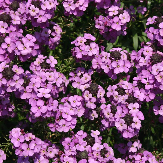 Erysimum Bowles Mauve - AGM - Champion Plants