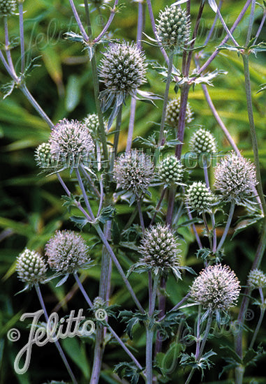 Eryngium White Glitter - Champion Plants