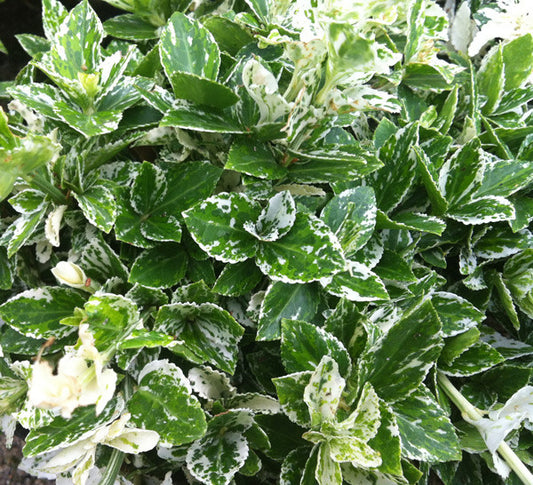 Euonymus Harlequin - Champion Plants