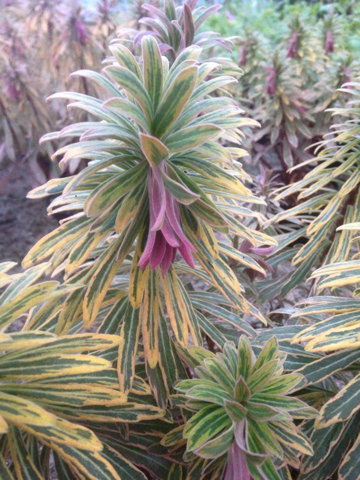 Euphorbia Ascot Rainbow - Champion Plants