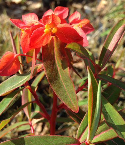 Euphorbia griffithii Fireglow - Champion Plants