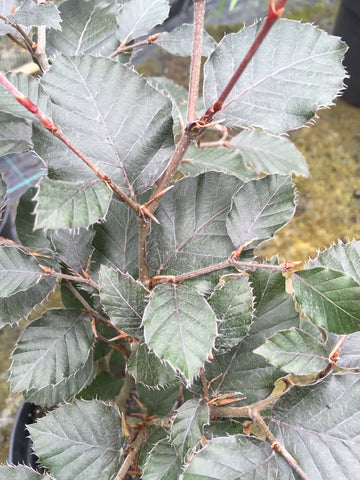 Fagus sylvatica Purpurea - Champion Plants