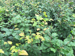 Fagus sylvatica - AGM - Champion Plants