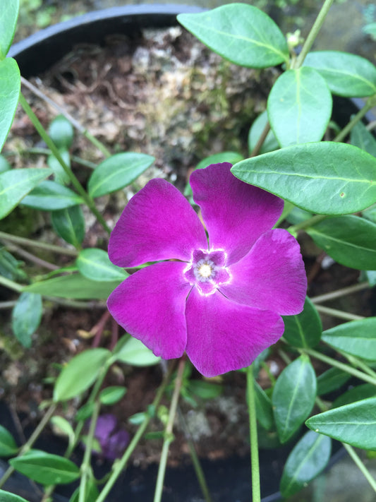 Vinca minor Atropurpurea - Champion Plants