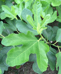Ficus carica Brunswick - Champion Plants