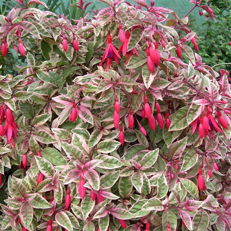 Fuchsia Sunray - Champion Plants