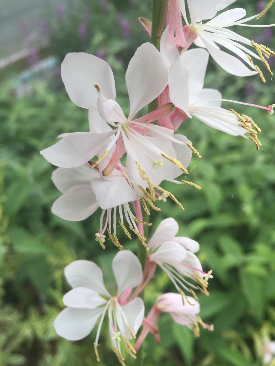 Gaura Whirling Butterflies - Champion Plants