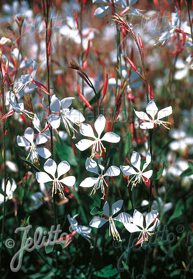 Gaura lindheimeri The Bride - Champion Plants