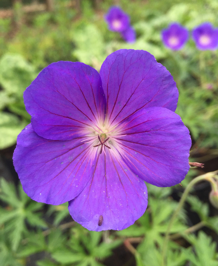 Geranium bohemicum Brookside - AGM - Champion Plants