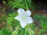 Geranium Galactic - Champion Plants