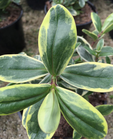 Hebe x franciscana Variegata (syn. Silver Queen) - AGM - Champion Plants